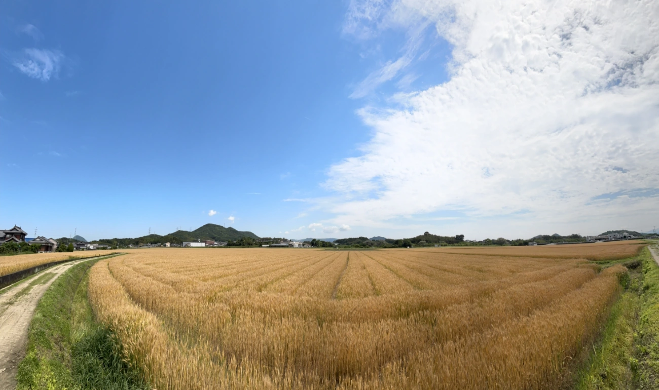 香川県の小麦畑
